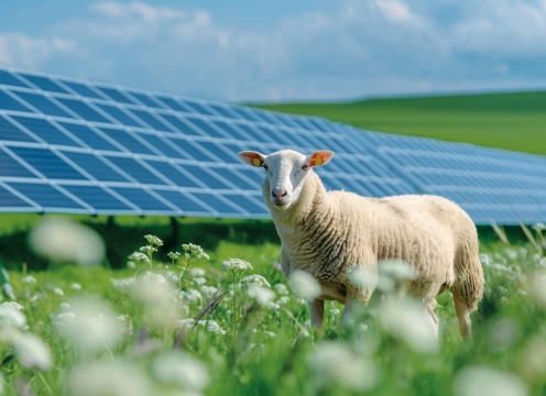 Solaranlage, Agri-PV, Solar und Schafe, Freiflächensolar